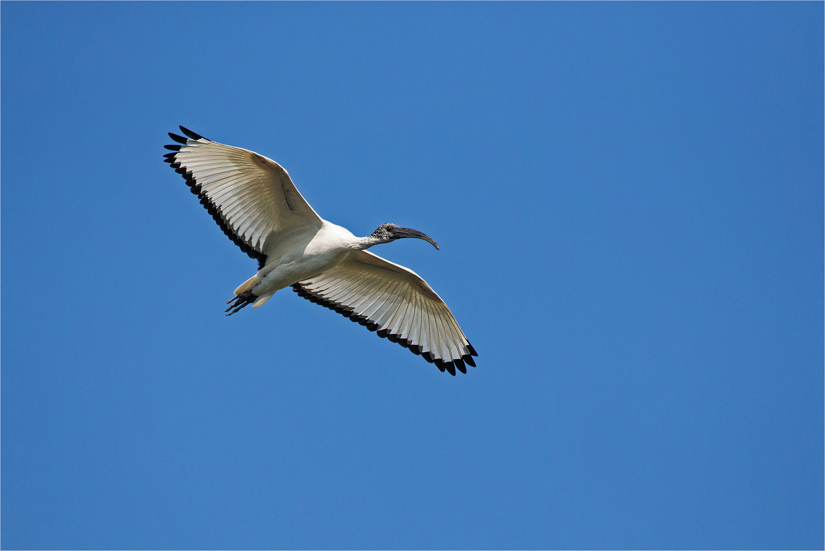 Der weisse Ibis ....