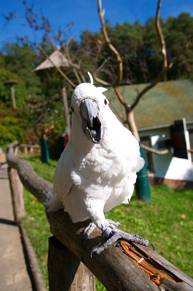 der weiße Kakadu