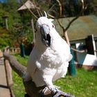 der weiße Kakadu