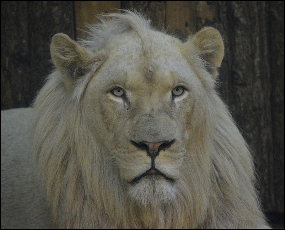 Der weiße König !!!