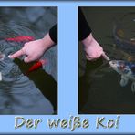 Der weiße Koi (Teil 1+2)