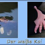 der weiße Koi (Teil 3+4)