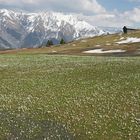 der weisse Krokus