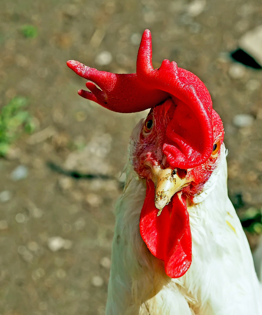 Der Weisse Leghorn-Hahn gackert dich an und will dir sagen ...