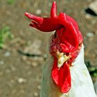 Der Weisse Leghorn-Hahn gackert dich an und will dir sagen ...