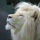 Der weiße Löwe "Sambesi"