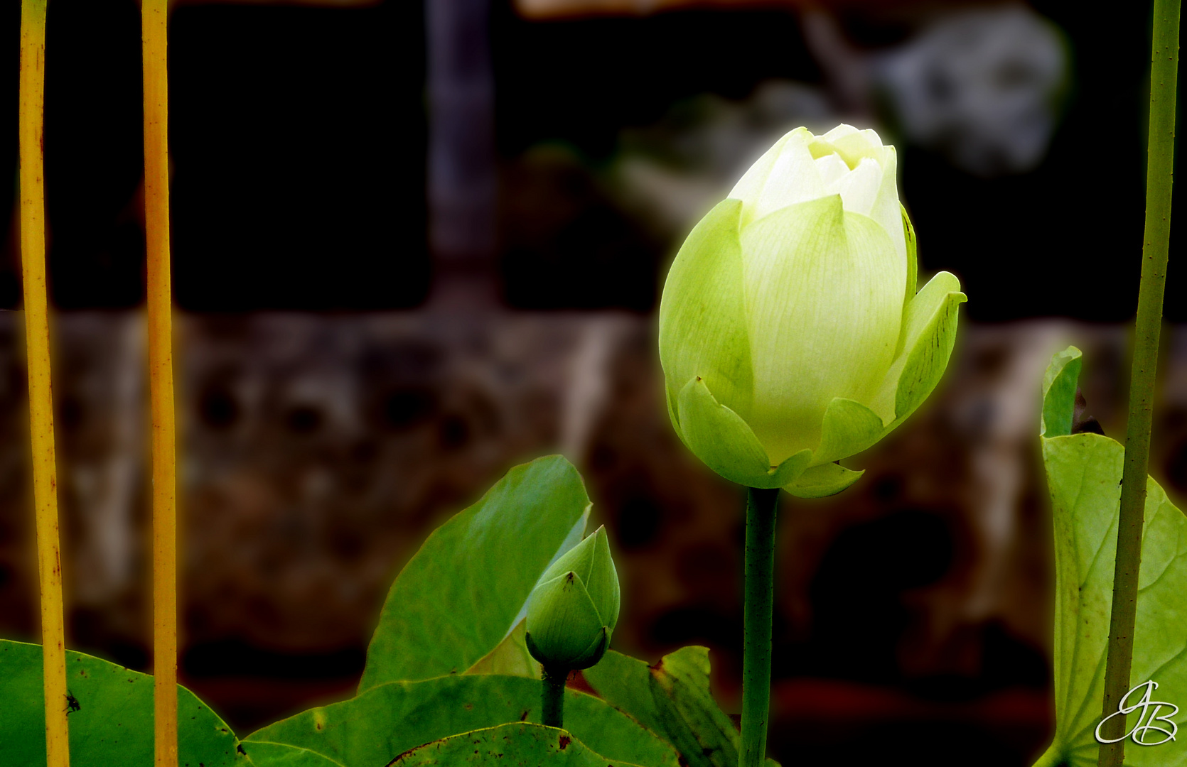 Der weiße Lotus steht für Bodhi, den Zustand totaler menatler Reinheit und spiritueller Perfektion.