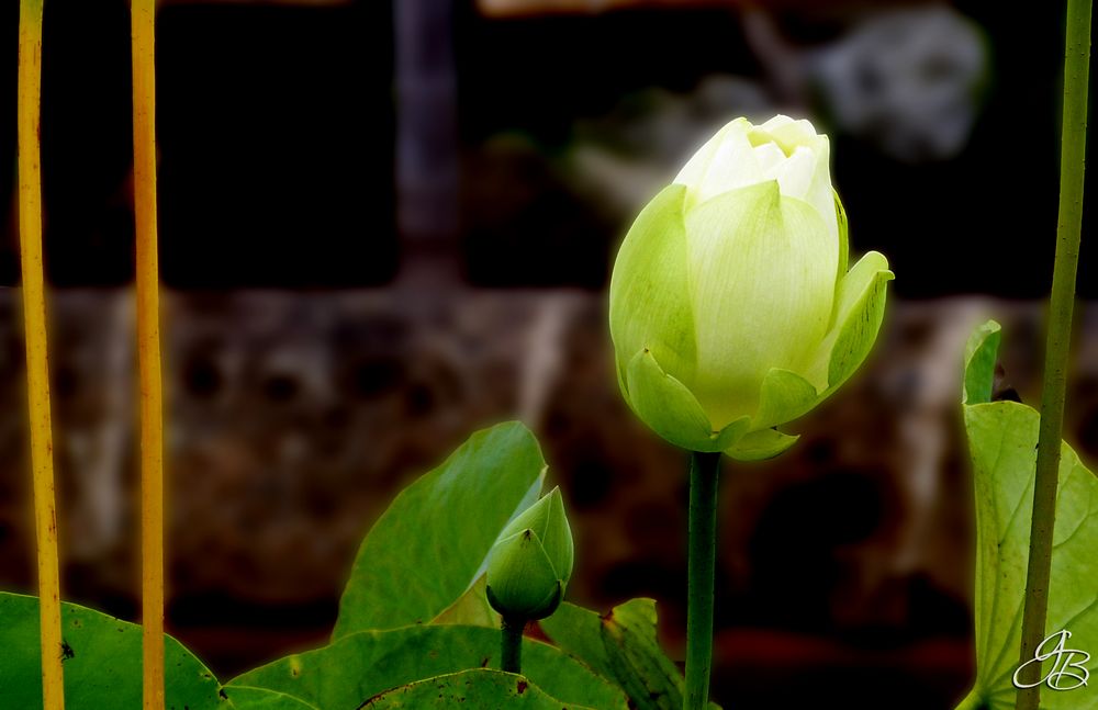 Der weiße Lotus steht für Bodhi, den Zustand totaler menatler Reinheit und spiritueller Perfektion.