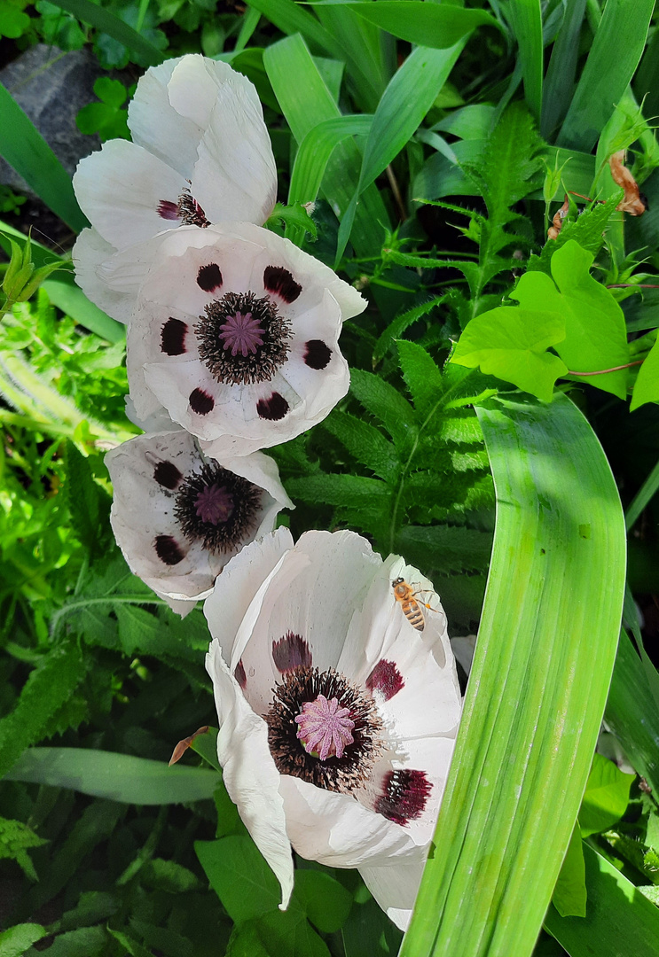 der weiße Mohn