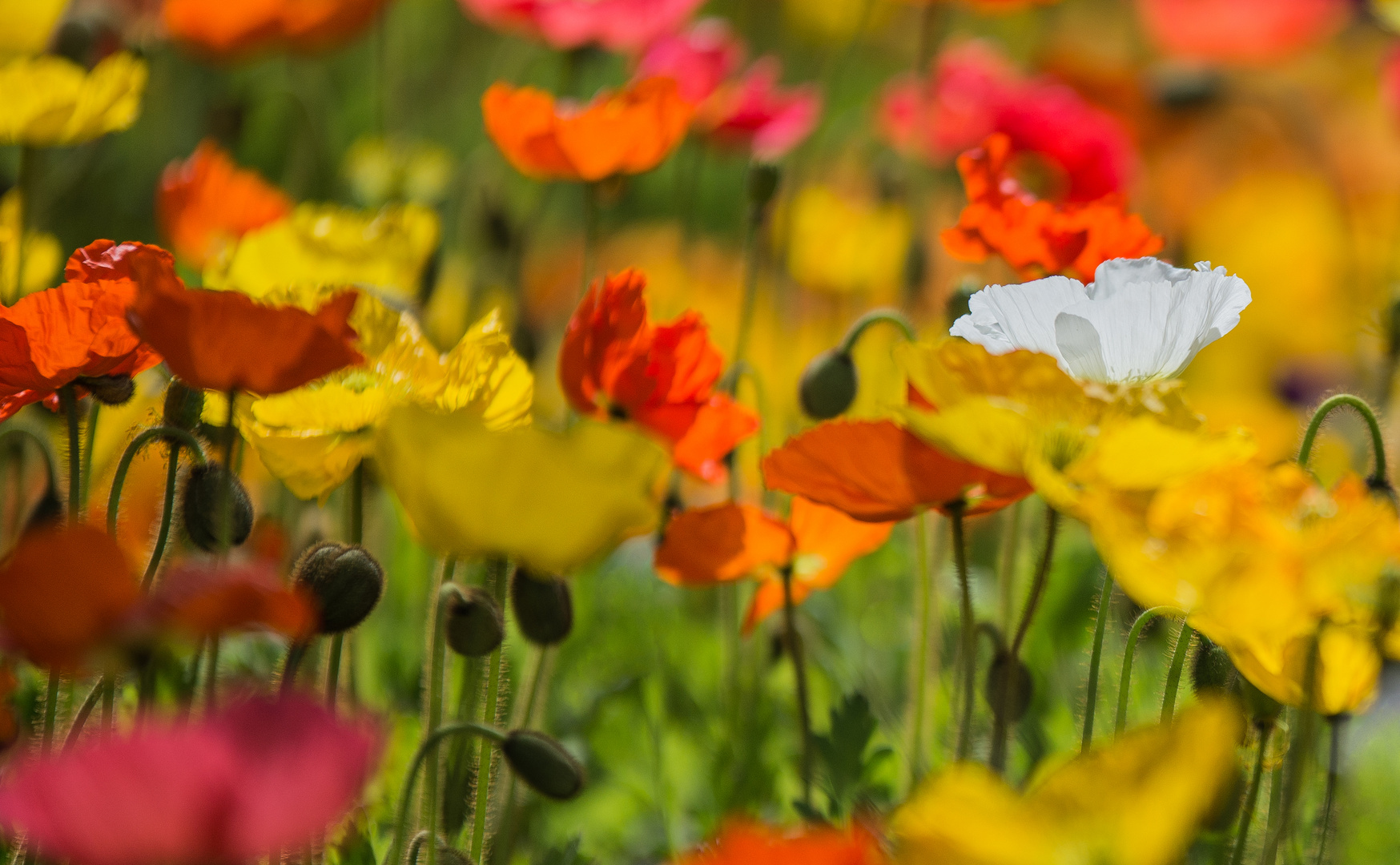 Der weiße Mohn