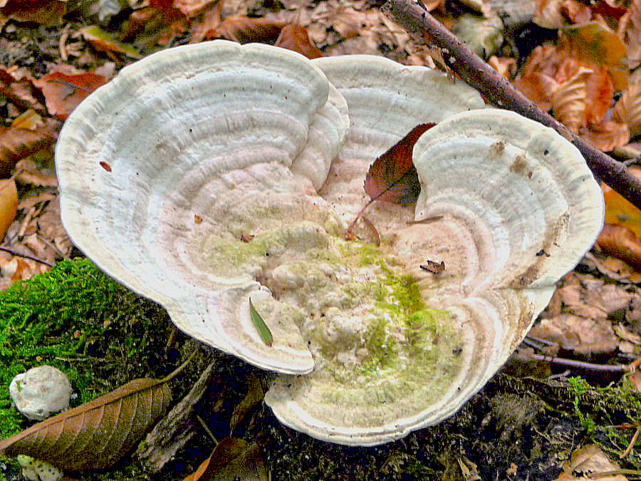 Der weiße Muschelschwamm