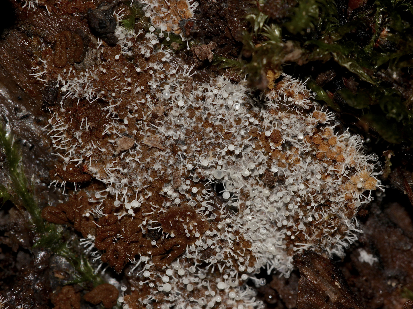 Der weiße parasitische Pilz POLYCEPHALOMYCES TOMENTOSUS ...