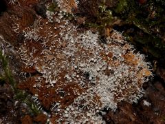 Der weiße parasitische Pilz POLYCEPHALOMYCES TOMENTOSUS ...