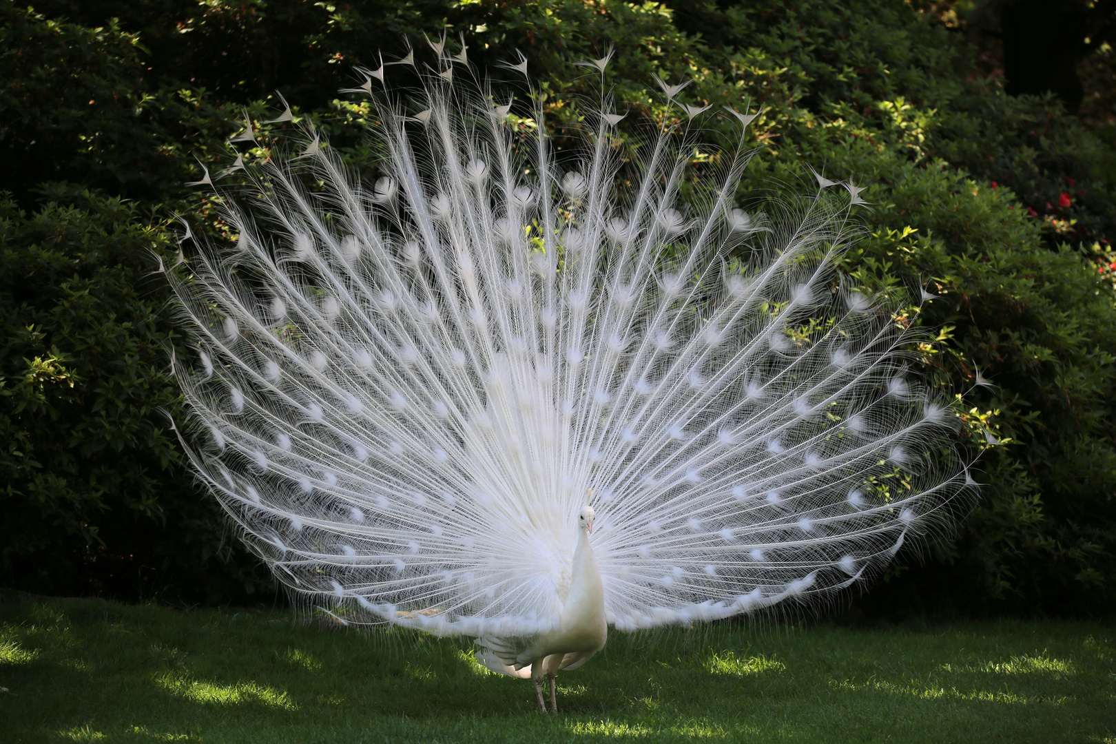 Der "Weiße" Pfau..