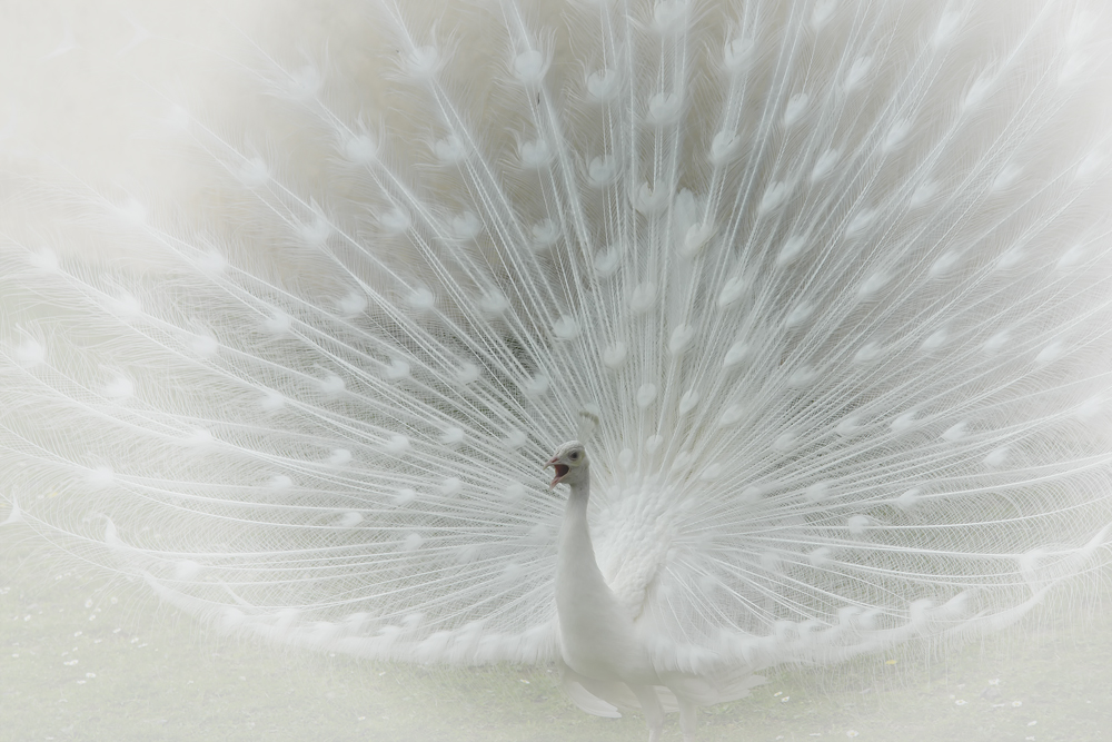 Der weiße Pfau