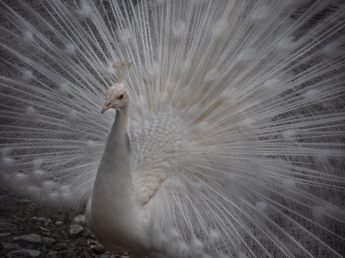 Der weisse Pfau.......