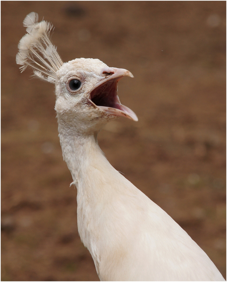 Der weiße Pfau ll