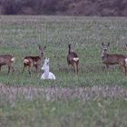 Der weiße Rehbock und sein Harem