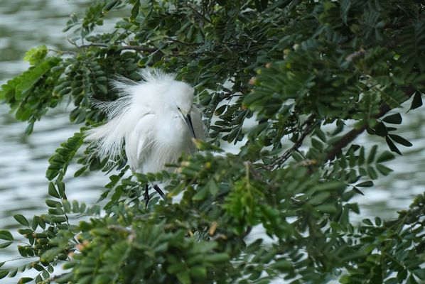 ...der weiße Reiher...