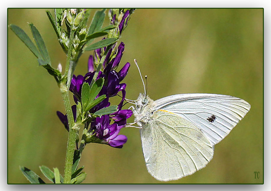 DER WEISSE SCHMETTERLING