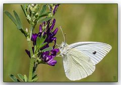 DER WEISSE SCHMETTERLING