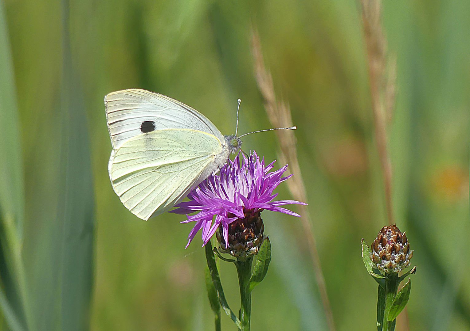 Der weisse Schmetterling