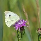 Der weisse Schmetterling