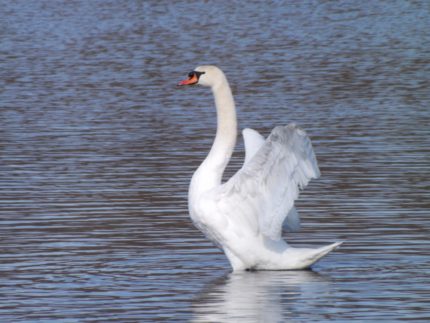 Der weisse Schwan