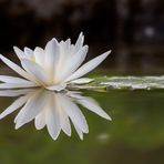 Der weiße Stern im Teich