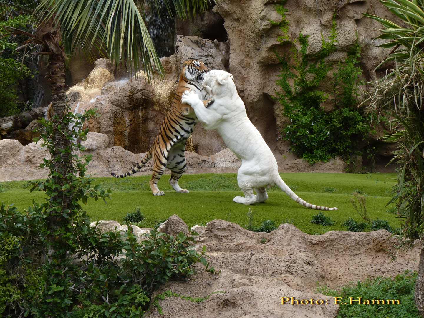 Der Weisse Tiger Foto Bild Tiere Zoo Wildpark Falknerei Saugetiere Bilder Auf Fotocommunity