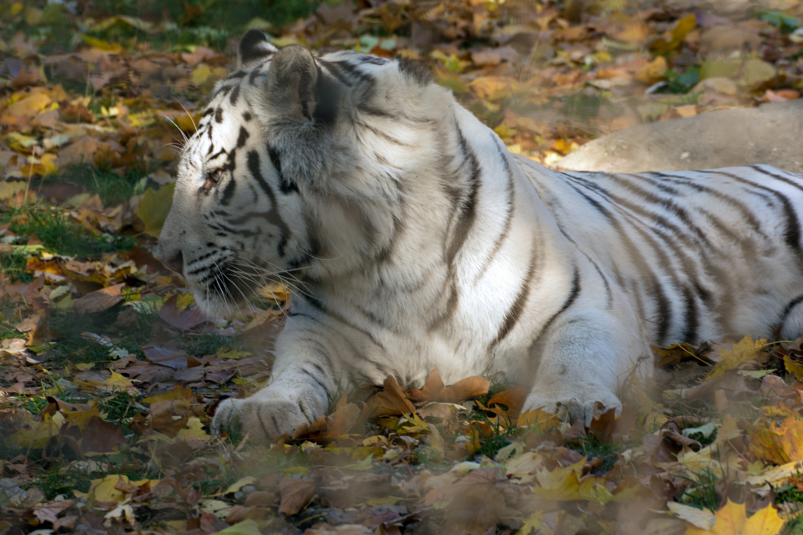Der Weiße Tiger.