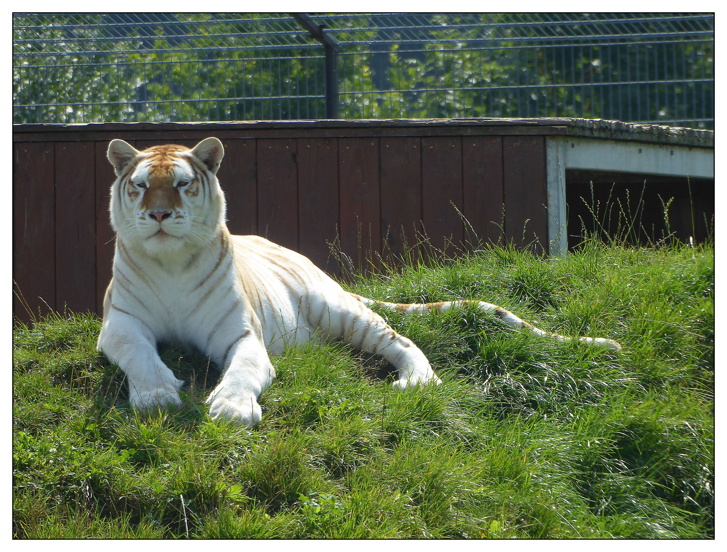 Der weiße Tiger hält Siesta