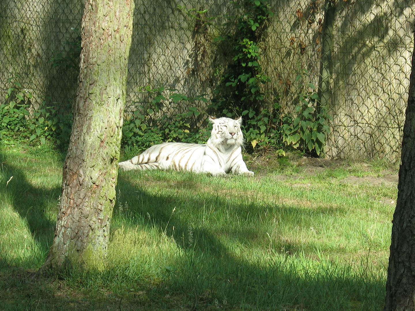 Der weiße Tiger im Safaripark Stukenbrock