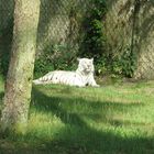 Der weiße Tiger im Safaripark Stukenbrock