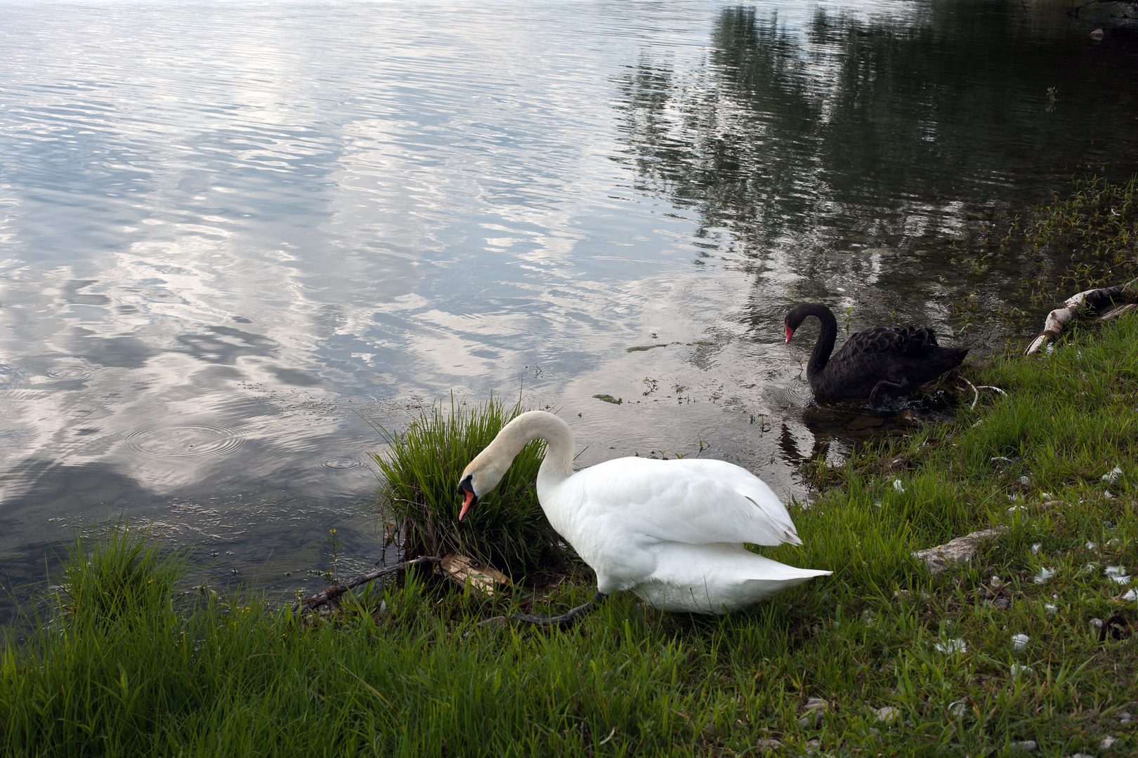 Der weisse und der schwarze Schwan