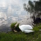 Der weisse und der schwarze Schwan