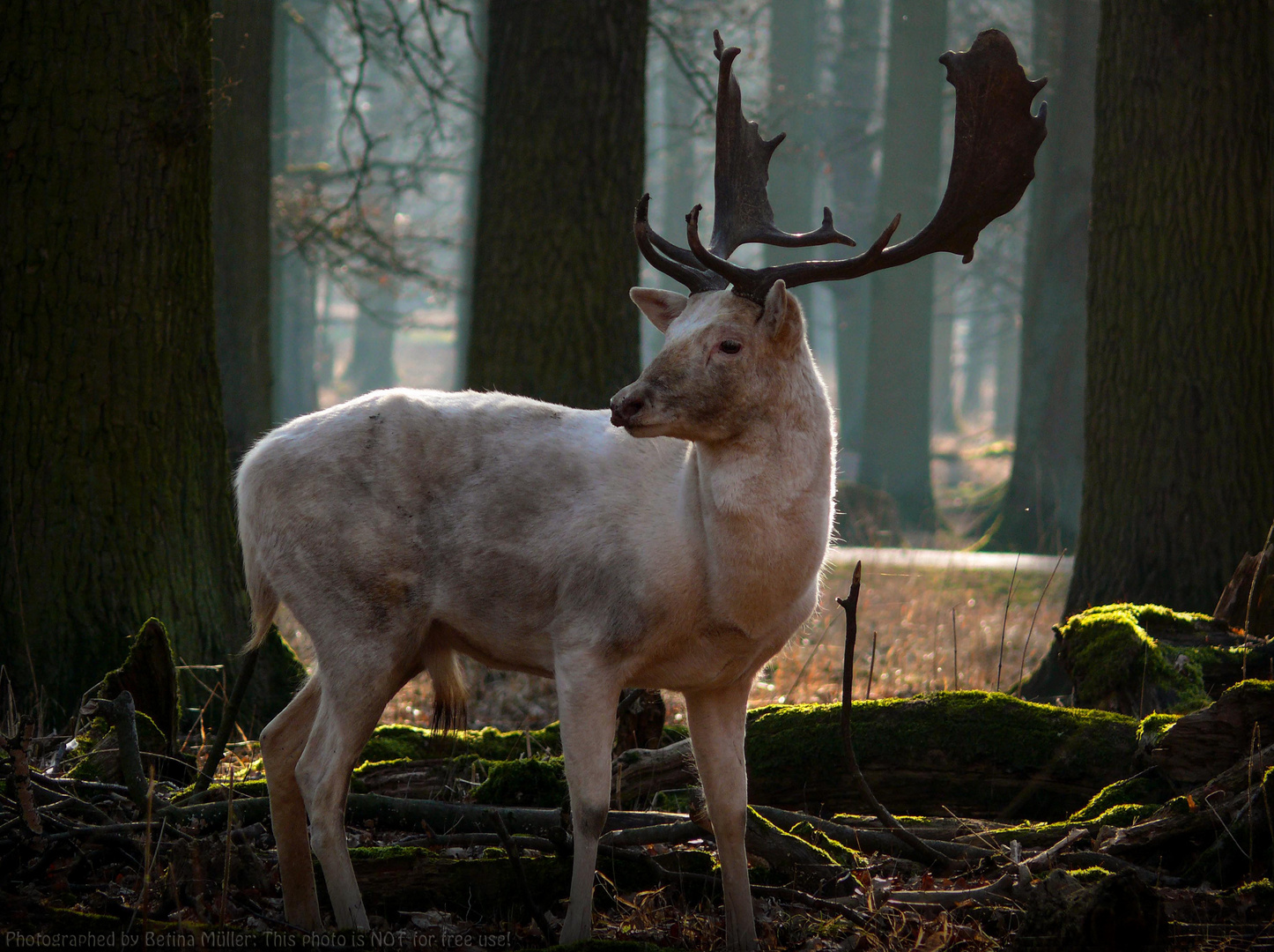 Der weiße Waldkönig (White Stag)