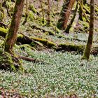 Der weiße Waldteppich im März...