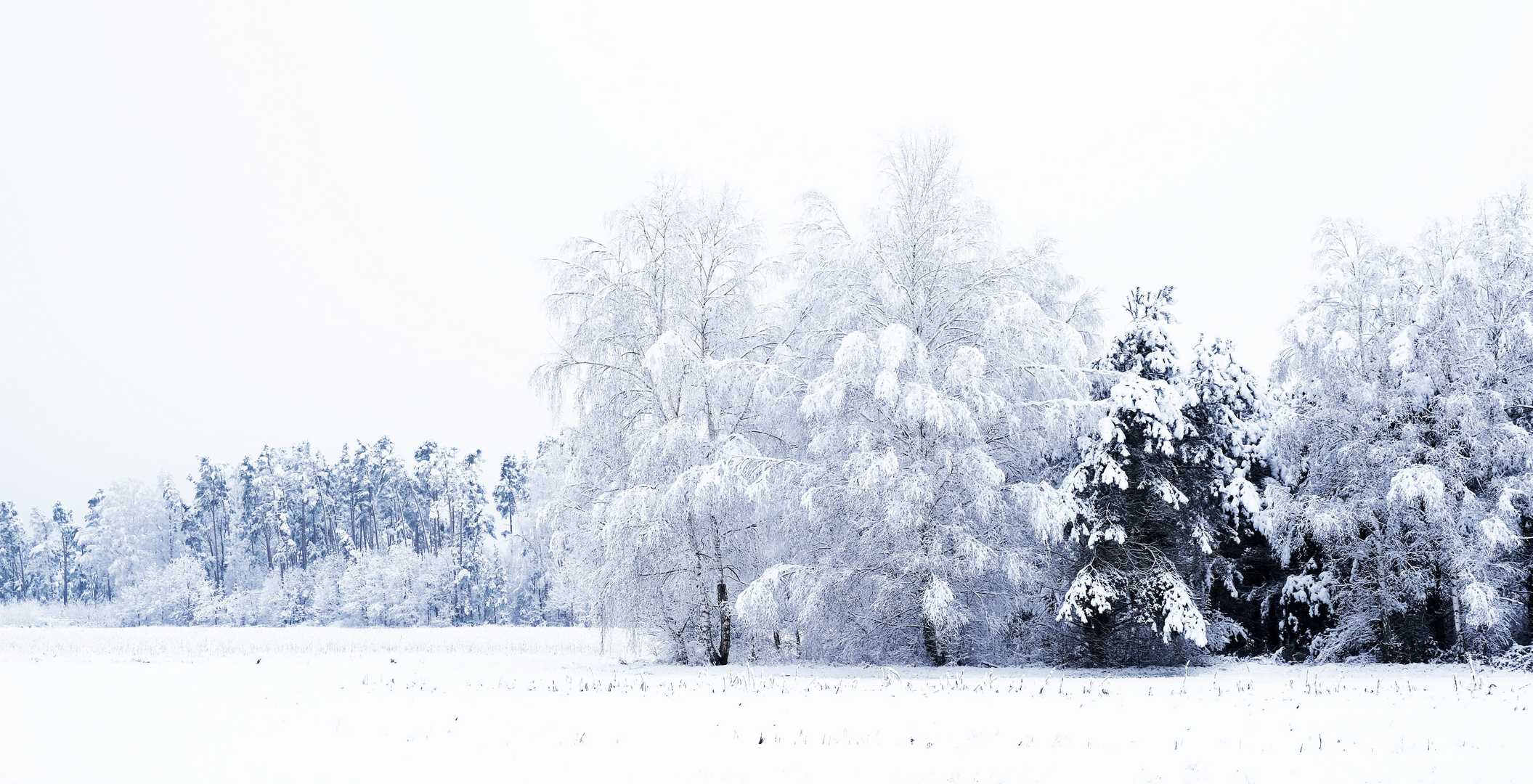 Der weiße Winter ist zurück