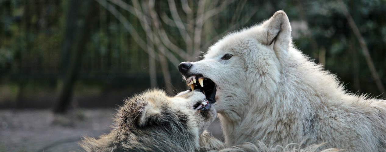 Der weiße Wolf