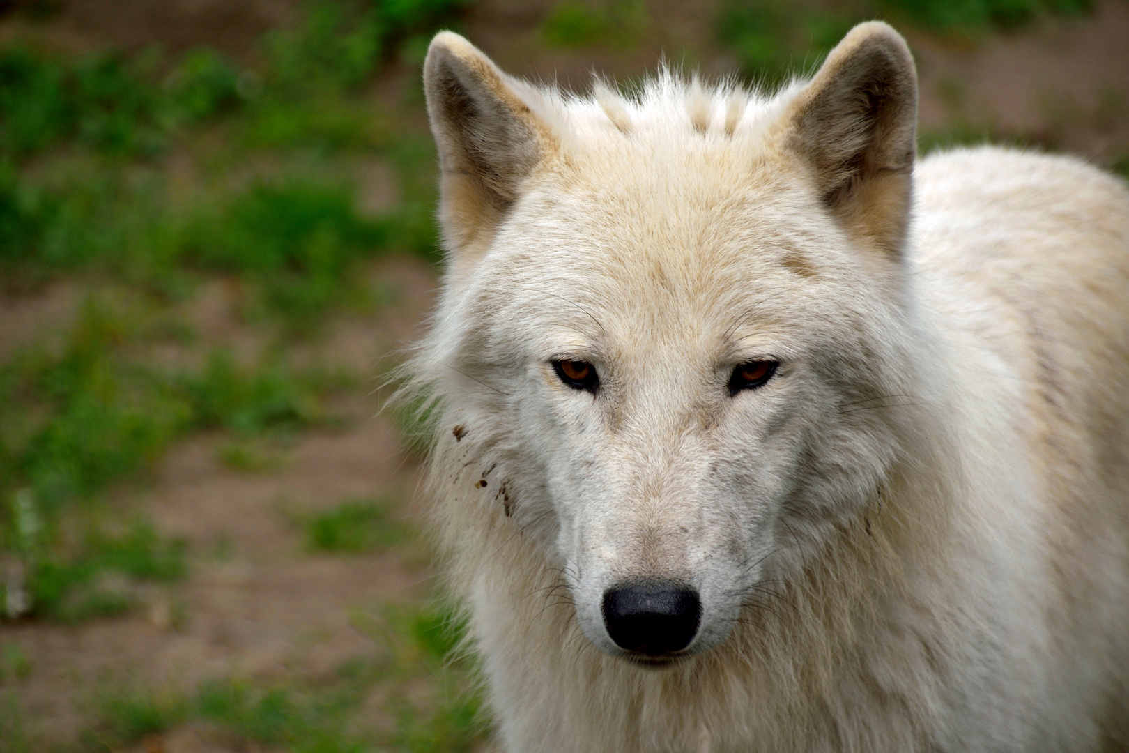 Der Weiße Wolf