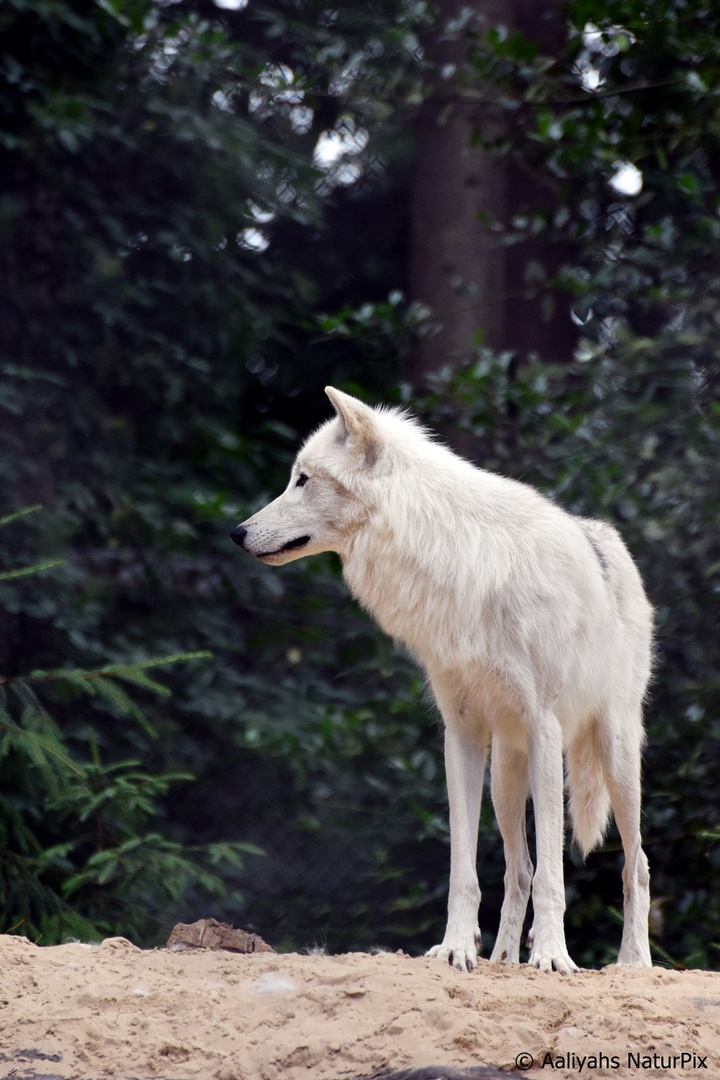 Der weiße Wolf