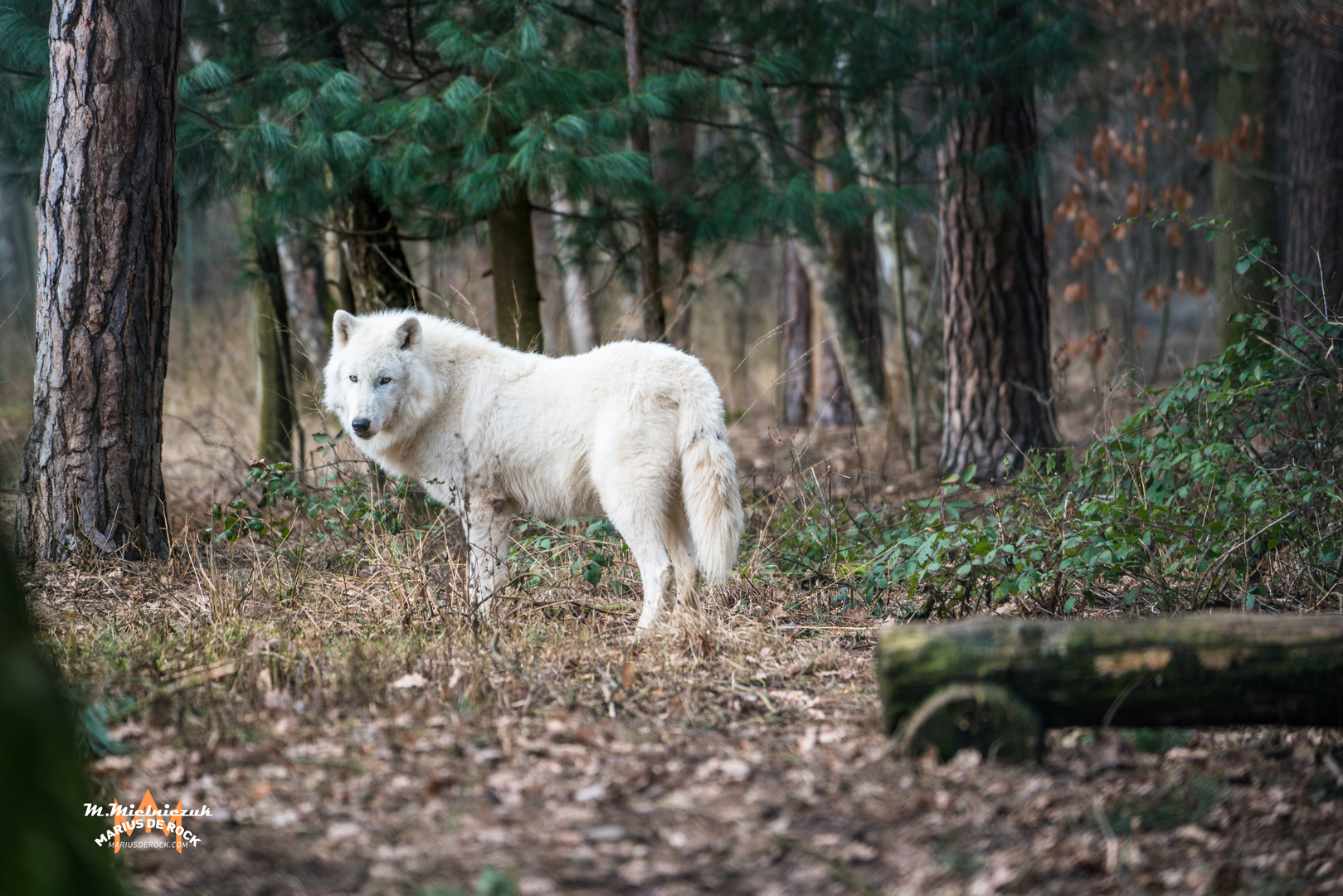 Der weiße Wolf