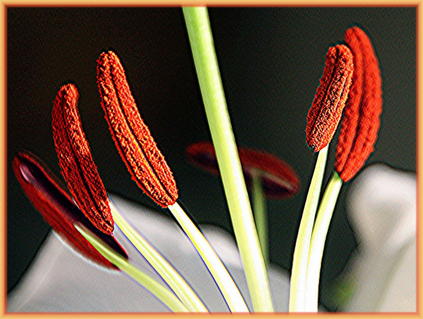 Der weißen Lilie... Foto & Bild pflanzen, pilze & flechten, blüten