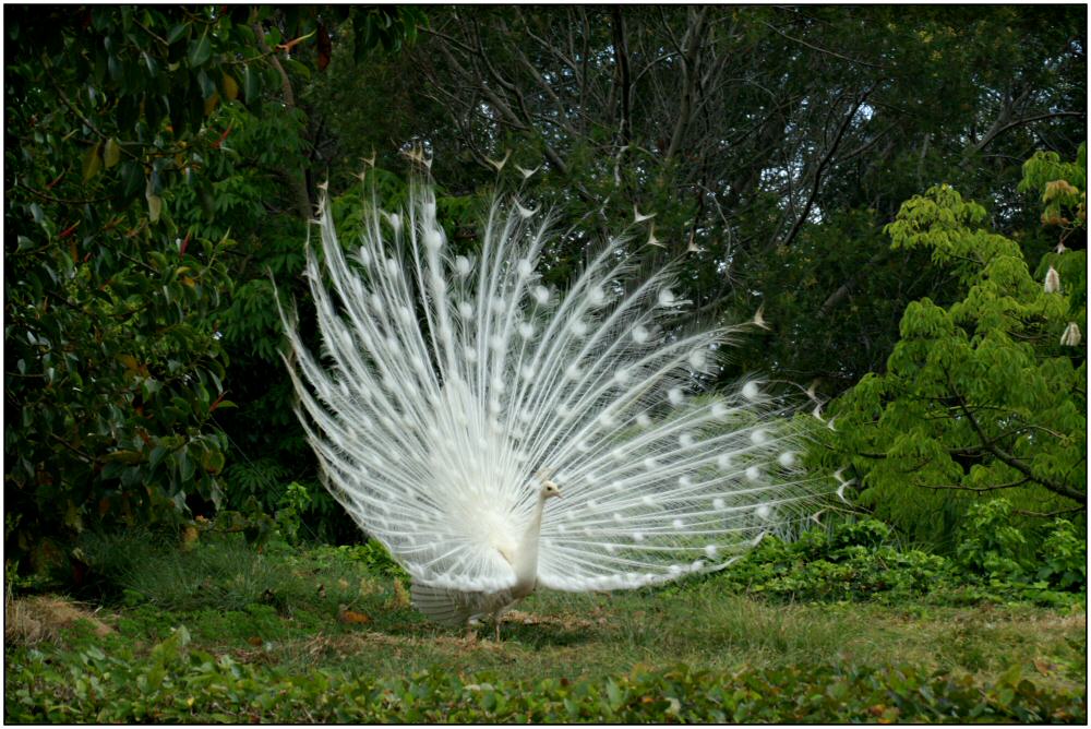 der weißer Pfau