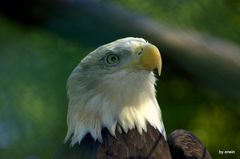 der Weisskopf-Seeadler