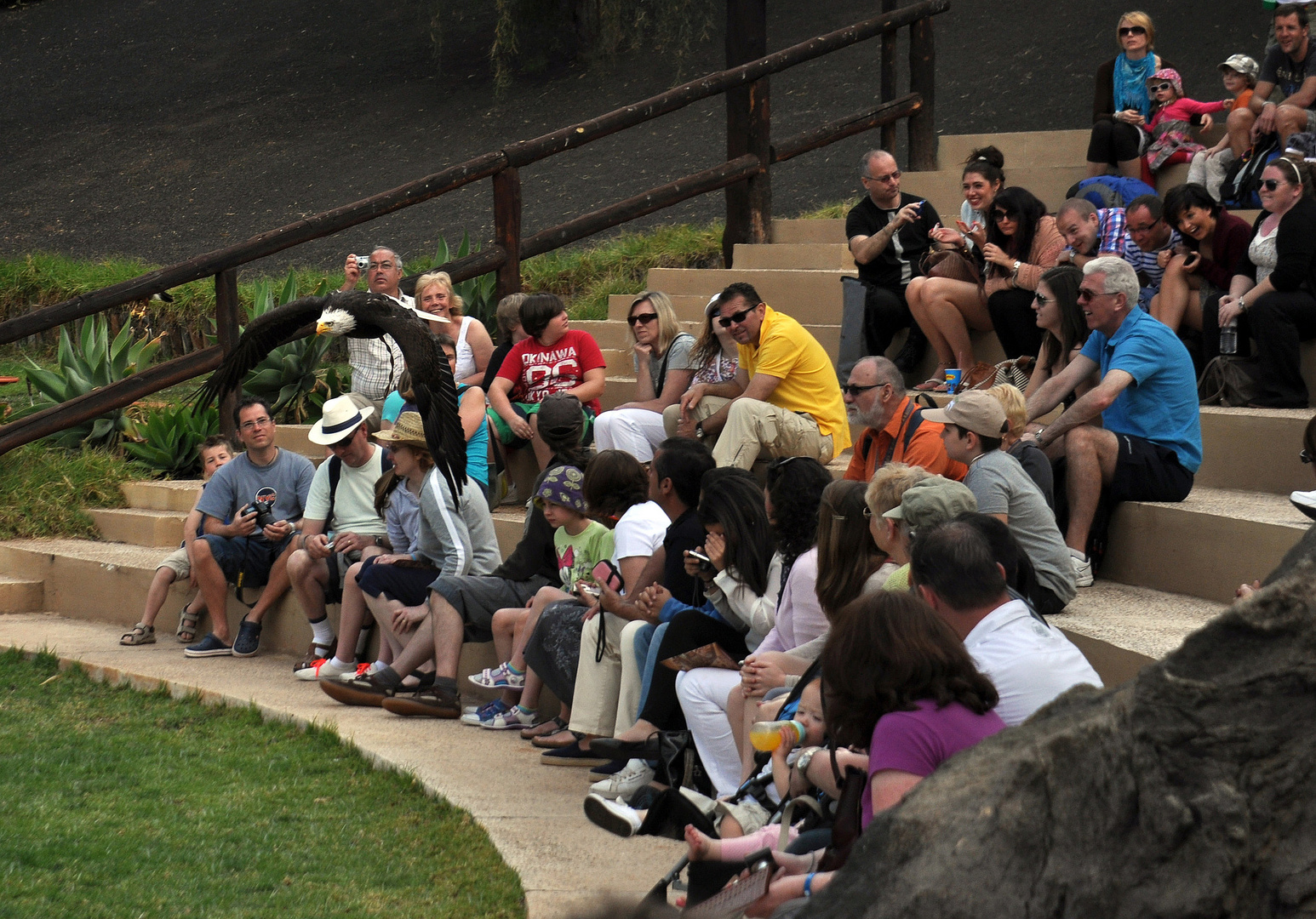 Der Weisskopf Seeadler