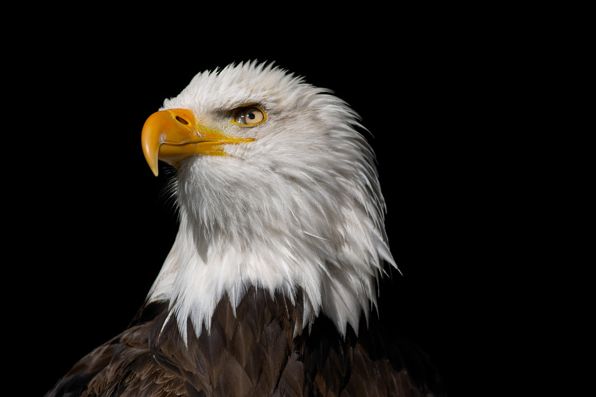 Der Weißkopf-Seeadler (Haliaeetus leucocephalus, Bald Eagle)