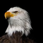 Der Weißkopf-Seeadler (Haliaeetus leucocephalus, Bald Eagle)