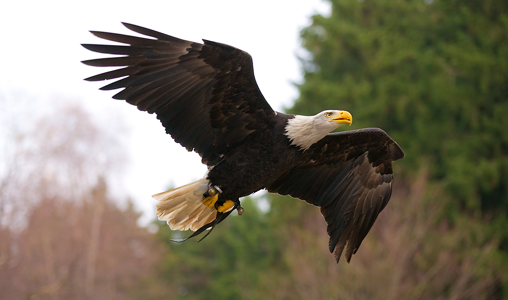 Der Weißkopfseeadler